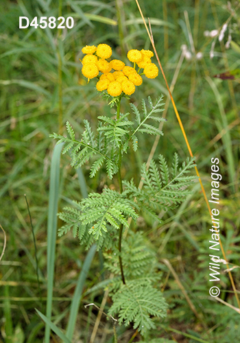 Common Tansy (Tanacetum vulgare)